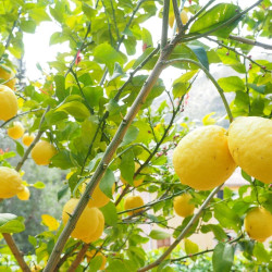 Enterdonat Limon